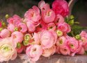 73591391_pinkranunculusflowers.jpg