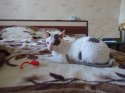 DSC00165 - копия.JPG
