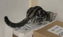 cat3.jpg