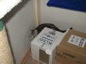 cat4.jpg