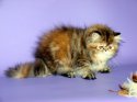 DSC06794.JPG