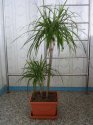dracena.jpg