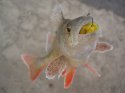 DSC08033.jpg