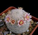 Mammillaria_egregia.jpg