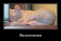 валентинка.jpg