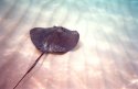 stingray%20swimming%20along%20bottom.jpg