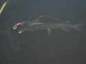 DSCF2545.jpg
