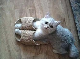 инфузория