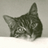 Shadow-Cat