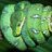 cool snakes